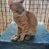 Browyn - tiefenentspannte Traumkatze