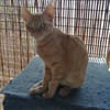 Browyn - tiefenentspannte Traumkatze