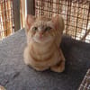 Browyn - tiefenentspannte Traumkatze