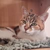 ELIA (adoption en cours)