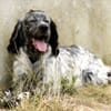 TINO (réservé)