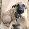 ELLY (Rescate)