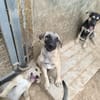 ELLY (Rescate)