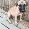 ELLY (Rescate)