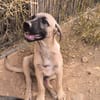 ELLY (Rescate)