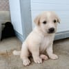 GALLETA (union animal)