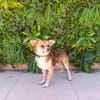 FRED