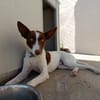 XISCO (union animal)