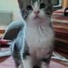 ARYA