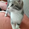 ARYA