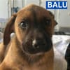 BALU (Maria)