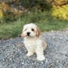 Snoopy