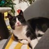 Pepper sucht ein zauberhaftes Heim