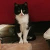 Pepper sucht ein zauberhaftes Heim