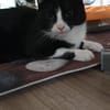 Pepper sucht ein zauberhaftes Heim