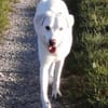 Whity sucht erfahrene Hundemenschen
