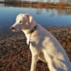 Whity sucht erfahrene Hundemenschen