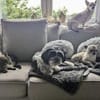 hübsche Hundedame SENJA...