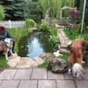 Menschenbezogene Rua sucht Zuhause