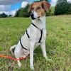 🌟 Cody - junger Bub mit viel Potential