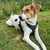 🌟 Cody - junger Bub mit viel Potential