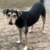 NOBBY -Sanfte Seele möchte vertrauen-