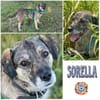SORELLA * zauberhafte Hundedame