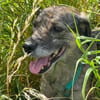 SORELLA * zauberhafte Hundedame