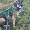 SORELLA * zauberhafte Hundedame