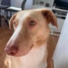 ‼CREAM in 41236 Mönchengladbach 🆘