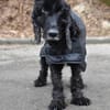 BLACKY