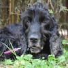 BLACKY