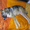 FLOCKI * liebt seine Hundefreunde