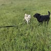Berni - ein absoluter Herzenshund