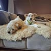 Berni - ein absoluter Herzenshund