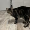 Roy sucht mit Garten oder Freigang