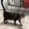Roy sucht mit Garten oder Freigang