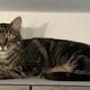 Roy sucht mit Garten oder Freigang
