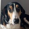 Bobi 💗 wartet in 99718 Greussen
