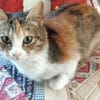 Wer gibt verspielter Martina ein Heim?