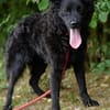 Süßer Grisu sucht liebe Familie