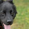 Süßer Grisu sucht liebe Familie