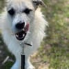 MILLY -offen, lernbereit & schlau-