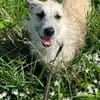 MILLY -offen, lernbereit & schlau-