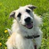 MILLY -offen, lernbereit & schlau-