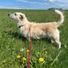 MILLY -offen, lernbereit & schlau-