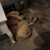 MAUDE -sucht hundeerfahrene Menschen-