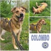 COLOMBO -verkuschelt & ruhig-