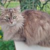 Verschmuste Iside sucht Traumzuhause