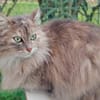 Verschmuste Iside sucht Traumzuhause